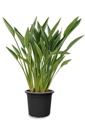 Strelitzia reginae  L