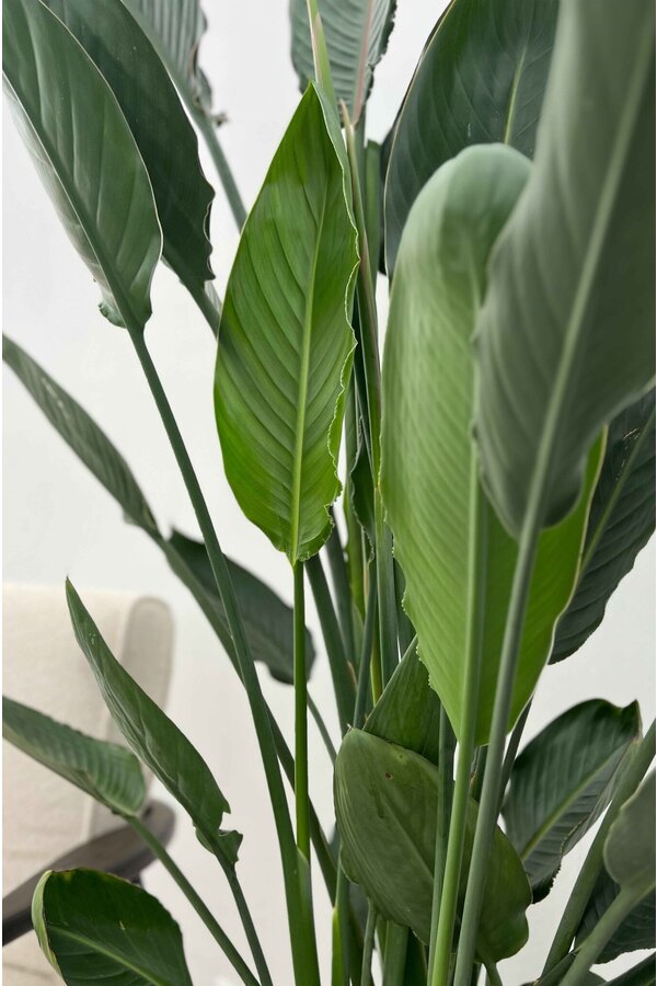 Strelitzia reginae  L