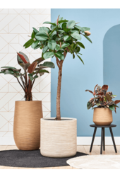 Baq Dune Darcy Marron Beige