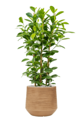 Baq Dune Darcy Marron Beige