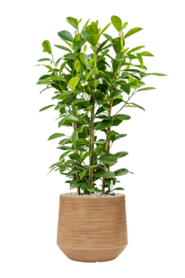 Baq Dune Darcy Brown Beige