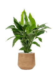 Baq Dune Darcy Marron Beige