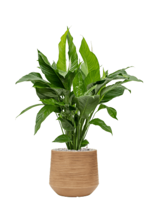 Baq Dune Darcy Marron Beige