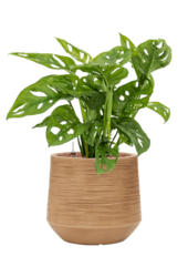 Baq Dune Darcy Marron Beige