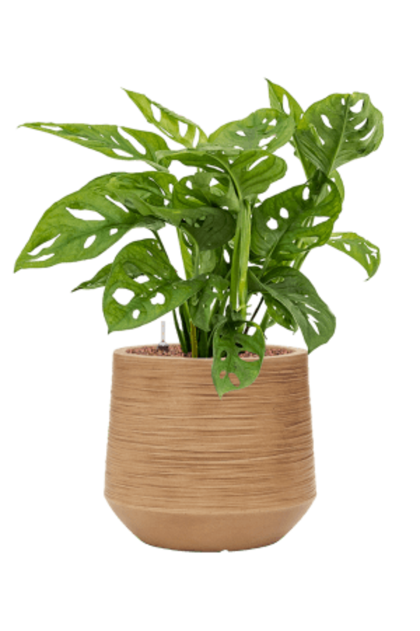 Baq Dune Darcy Brown Beige