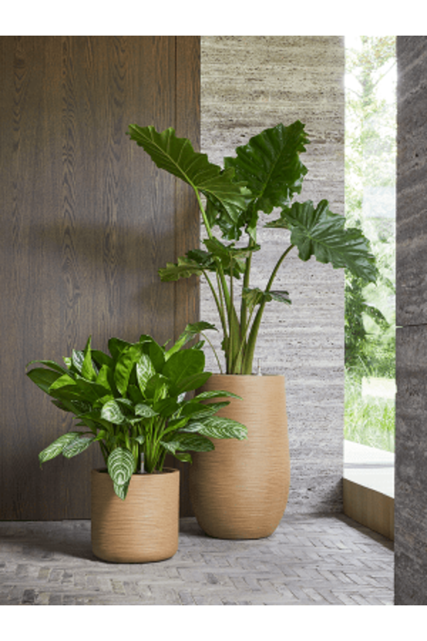 Baq Dune Partenaire Marron Beige