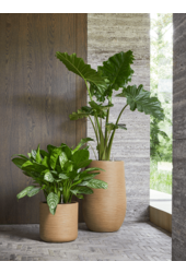 Baq Dune Partner Marron Beige