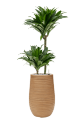 Baq Dune Partner Marron Beige