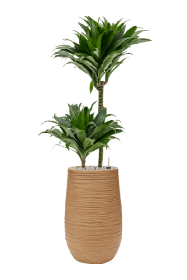 Baq Dune Partner Marron Beige