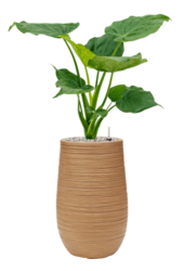 Baq Dune Partner Marron Beige