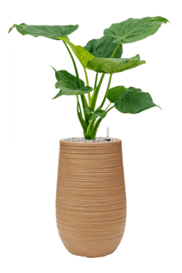 Baq Dune Partner Marron Beige