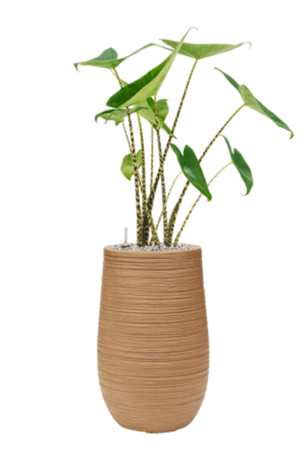 Baq Dune Partner Marron Beige