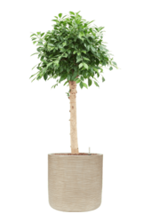 Baq Dune Cylinder Beige