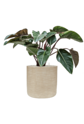 Baq Dune Cylindre Beige