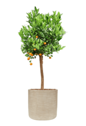 Baq Dune Cylindre Beige