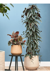 Baq Dune Darcy Beige