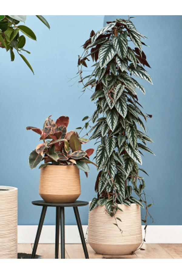 Baq Dune Darcy Beige