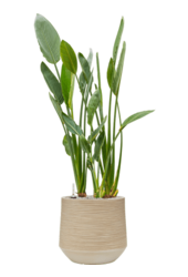 Baq Dune Darcy Beige