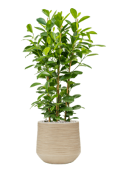 Baq Dune Darcy Beige