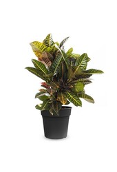 Croton Arbuste Merveilleux Petra L