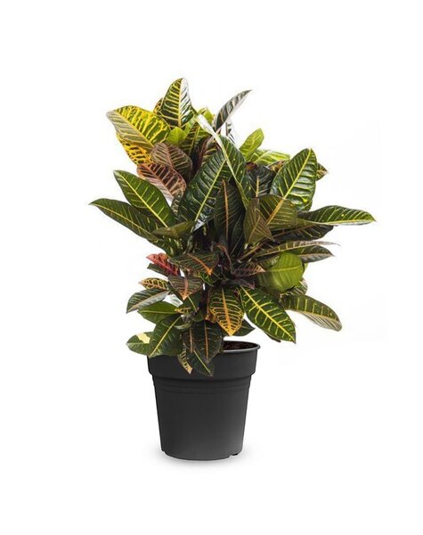 Codiaeum