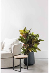 Croton Arbuste Merveilleux Petra L
