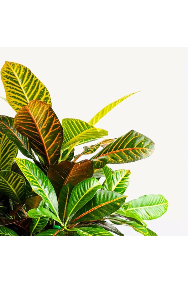 Croton Arbuste Merveilleux Petra L