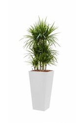Dracaena marginata dans un pot auto-arrosant blanc Runner