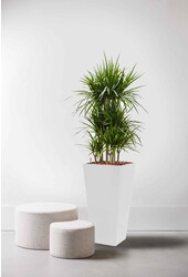 Dracaena marginata dans un pot auto-arrosant blanc Runner