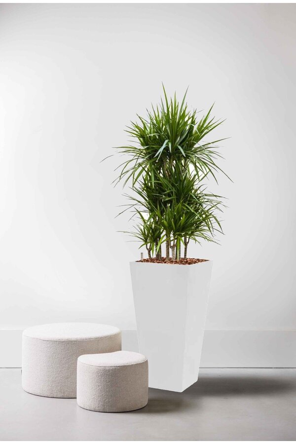 Dracaena marginata dans un pot auto-arrosant blanc Runner