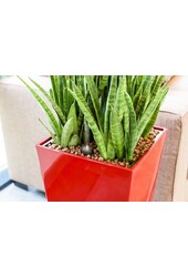 Dracaena marginata dans un pot auto-arrosant blanc Runner