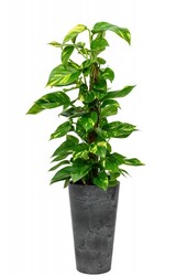 Scindapsus in Claire