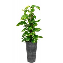 Artstone Scindapsus