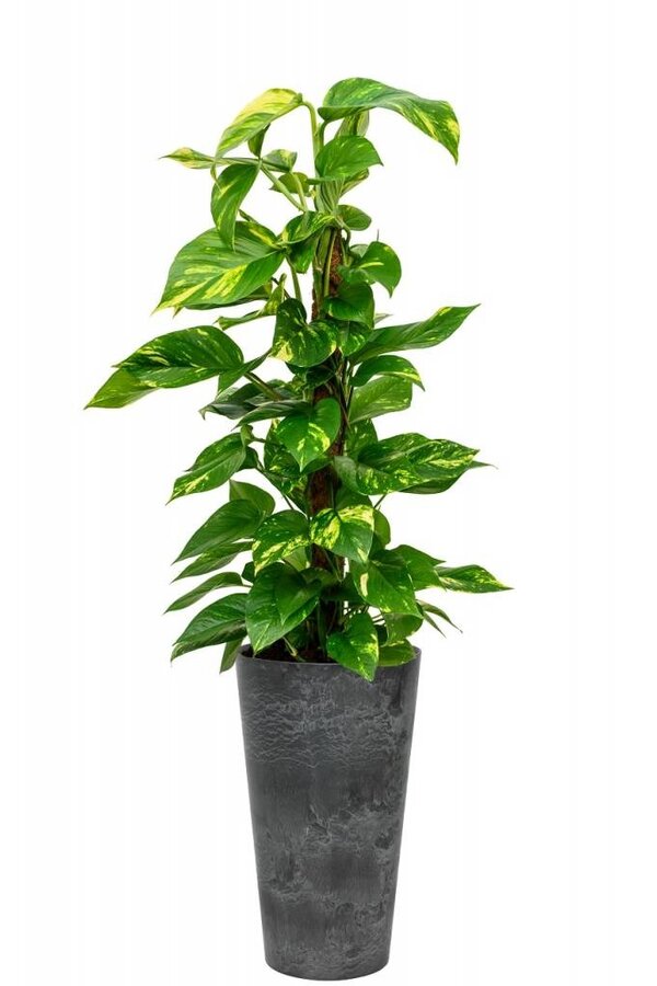 Scindapsus dans Claire