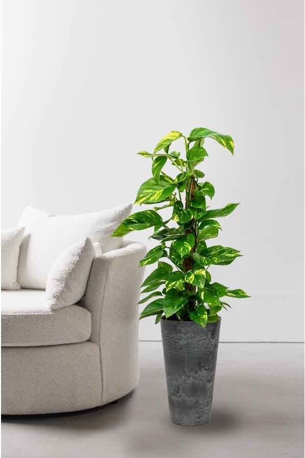 Scindapsus in Claire