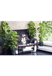 Scindapsus in Claire