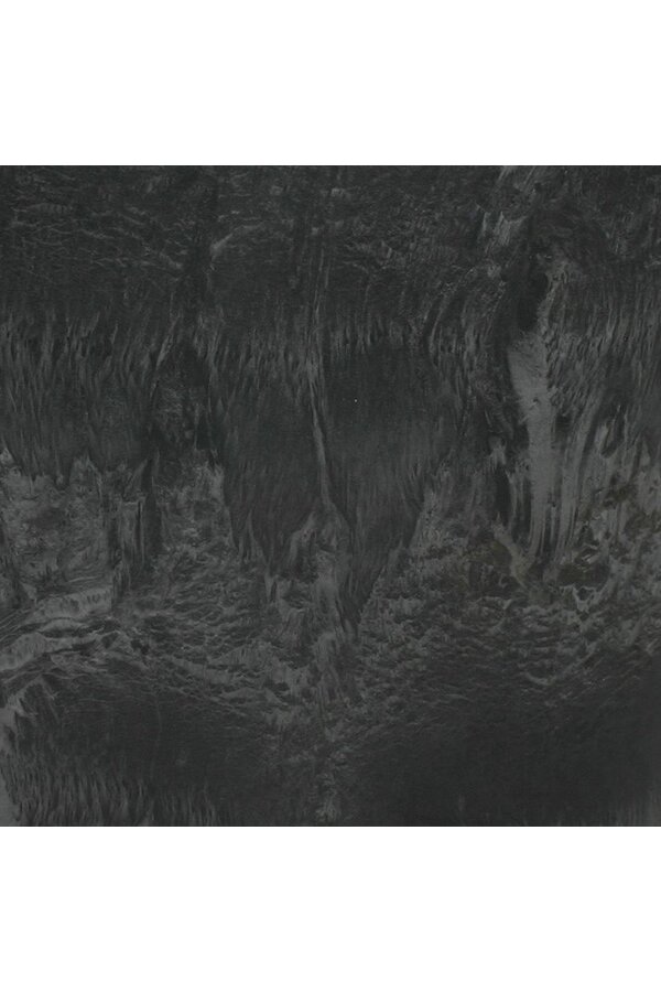 Scindapsus in Claire