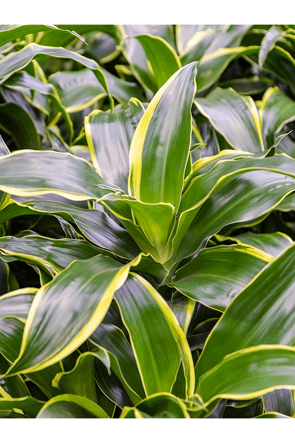 Dracaena Dorado M