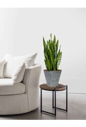 Sansevieria in Claire