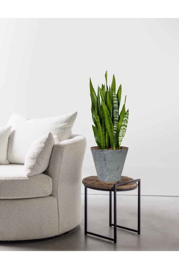 Sansevieria in Claire