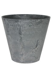 Sansevieria in Claire