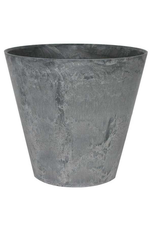 Sansevieria en Claire