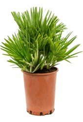 Chamaerops Vulcano S