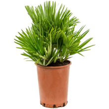 Chamaerops