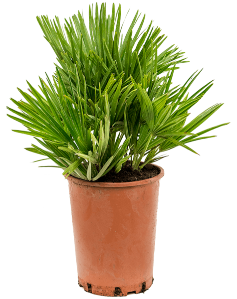 Chamaerops