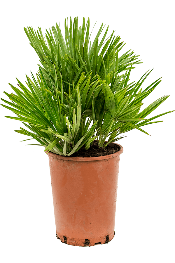 Chamaerops Vulcano S