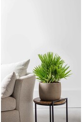 Chamaerops Vulcano S