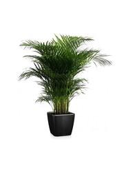 Goudpalm Areca in Zelfwatergevende Quadro