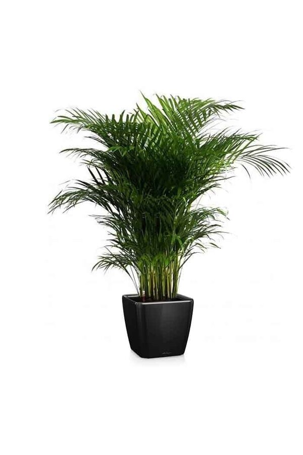 Palmier doré Areca dans un Quadro auto-irrigant