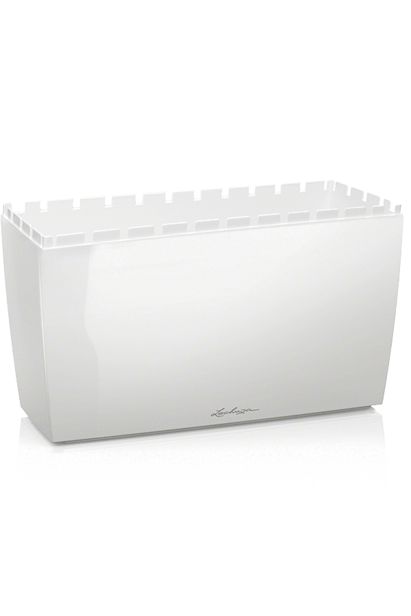 Lechuza Cararo Blanc